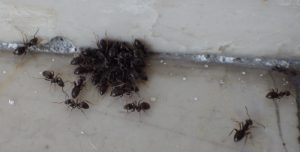 Schwarze Wegeameisen fressen Imidasect-Ants Gel