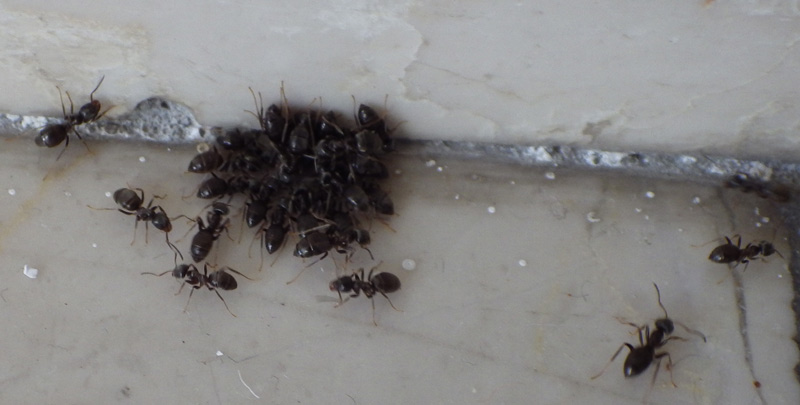 IMIDASECT-Ants Gelpunkte werden sofort aufgenommen | Profi-Produkte für die Schädlingsbekämpfung Schwarze Wegeameisen fressen Imidasect-Ants Gel