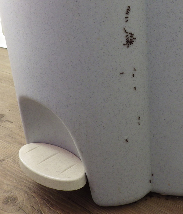 Ameisen folgen der Gelspur Imidasect-Ants | Profi-Produkte für die Schädlingsbekämpfung Schwarze Wegeameisen fressen Imidasect-Ants Gel