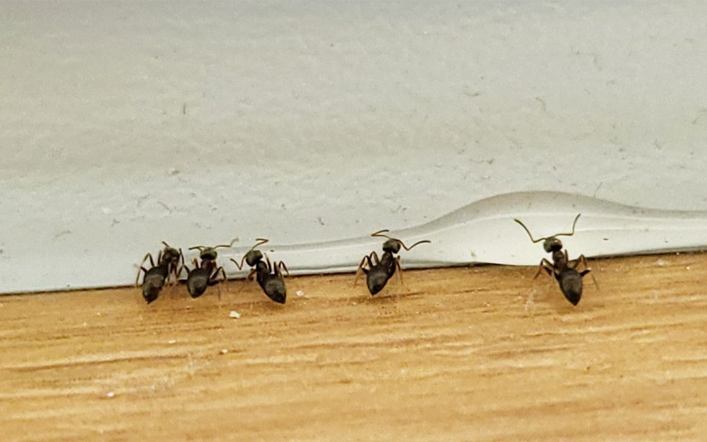 Beitragsbild Ameisen am Ameisen-Gel