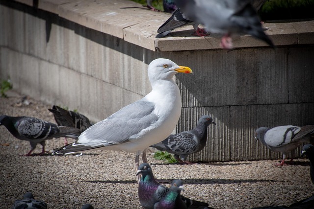 Designbild Taube Möwe